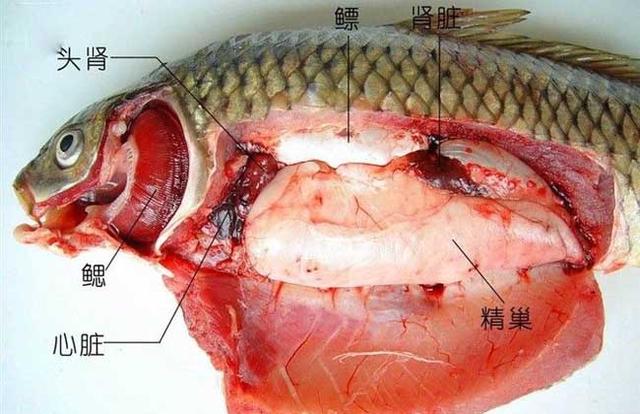 鱼有耳朵吗?鱼的寿命有多久呢?