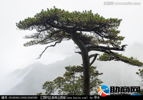 松柏象征什么意义值得我们去学习