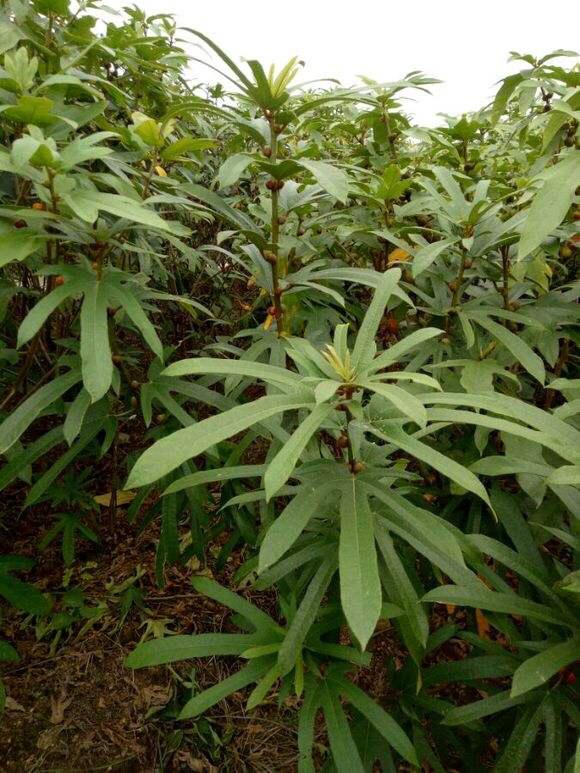 五指毛桃根有什么用五指毛桃根的功效与作用