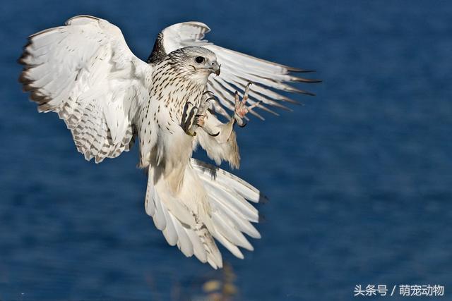 海东青是什么鸟海东青一只居然要300两