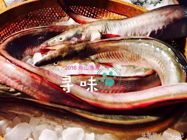 背鳍鳍棘上缘黑色,鳍条部中央有一纵行黑色条纹.