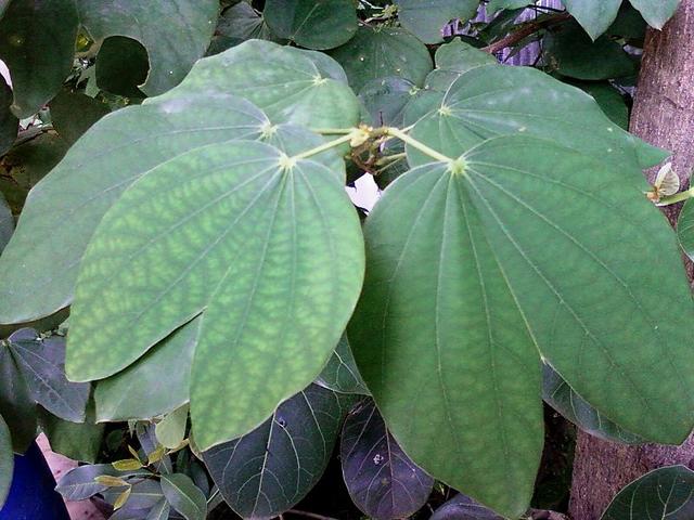 话说紫荆花:香港市花就是它吗?