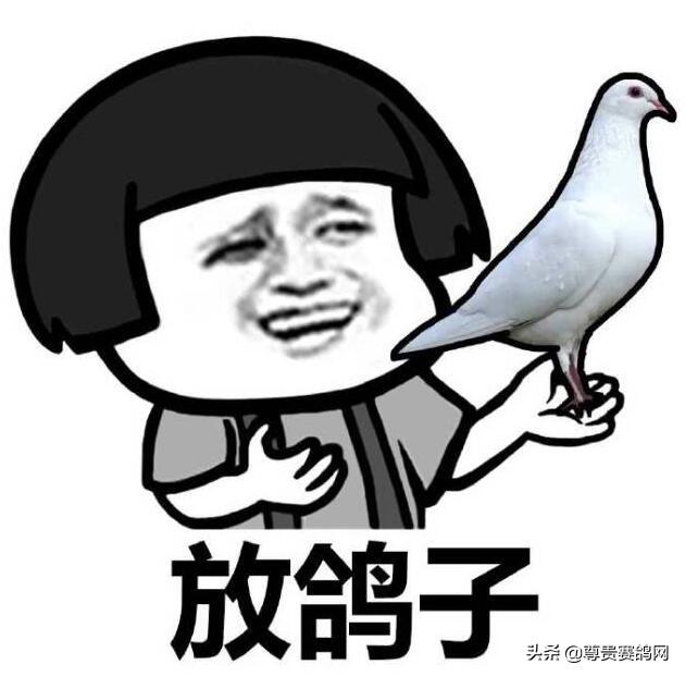 放鸽子是什么意思约会的时候被放鸽子是什么感受