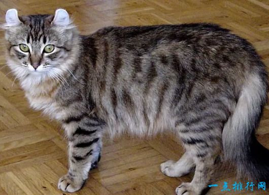 世界上体重最小的十个猫品种 新加坡猫仅有4磅重 互联网动态 推扬