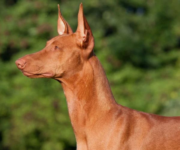 8.法老王猎犬 (2500美元至6500美元)