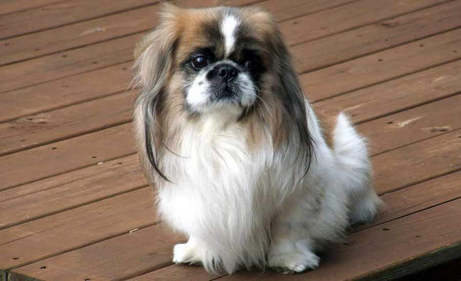 性格特别温顺的一种小型犬,热情友好,喜欢和主人一起玩.