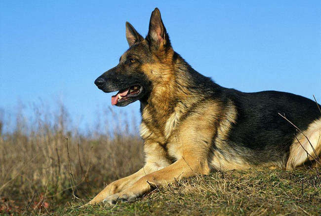 德国牧羊犬
