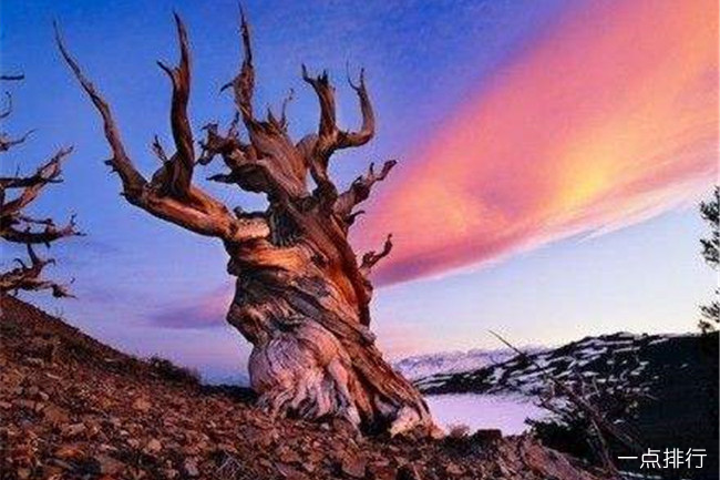 世界上最神奇的10棵树谢尔曼将军树有2700年的历史
