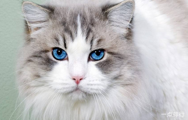 宠物猫的品种大全 全球十大名贵猫排名榜