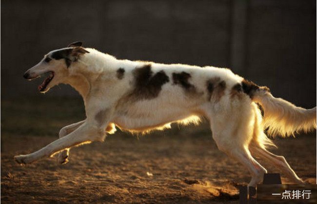 世界十大猎犬品种排名比特犬仅排第三