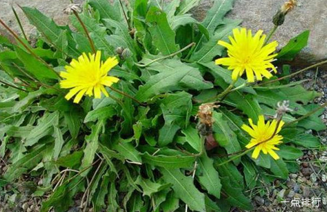 十大野菜种类大全 野菜有哪些常见品种