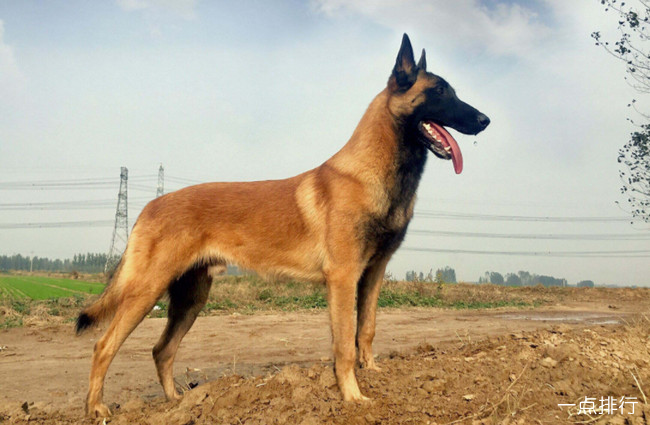 大型猎狗品种大全大型猎犬有哪些品种