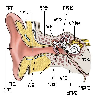 耳朵的结构图是什么样子的