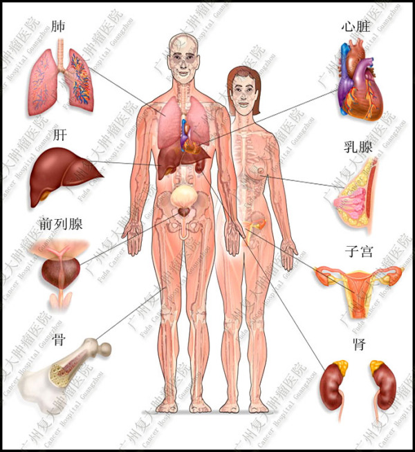 心肝脾肺肾各在哪个位置?图