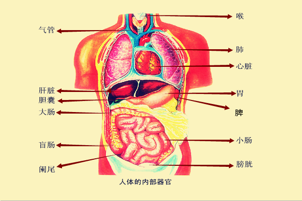 心肝脾肺肾各在哪个位置?图