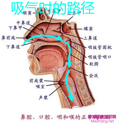 鼻腔结构图看的懂的帮忙讲解