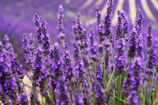 薰衣草花语