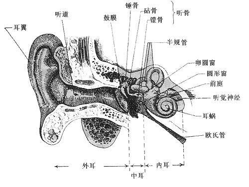余凯眼睛结构图和耳朵结构图