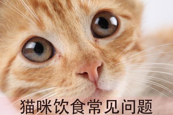 è��ʲô��ã���è�˱ؿ���è����ʳָ��