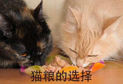 è��ʲô��ã���è�˱ؿ���è����ʳָ��