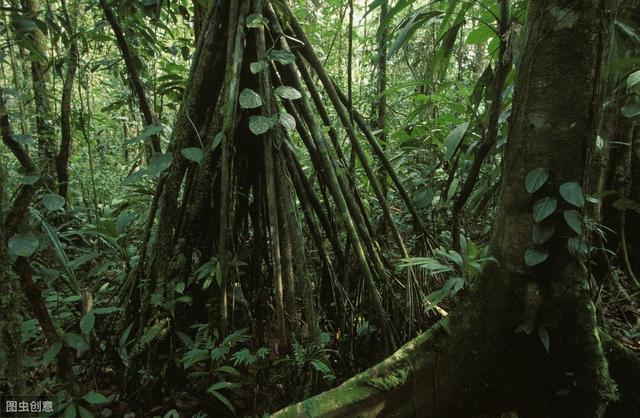 һ�ʣ�jungle��forest������ʲô����