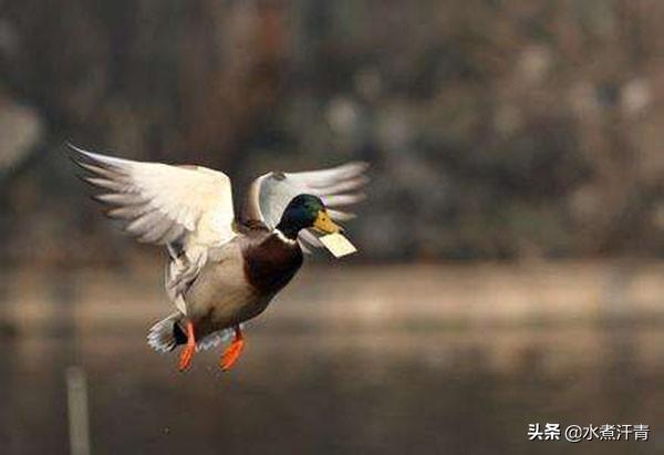 ���������ͨ�ŵģ�������ʷ�������ķɸ봫��
