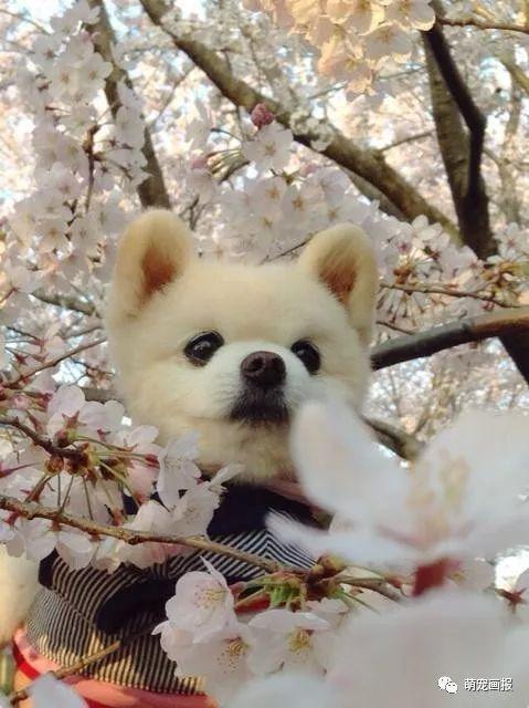 ���ȵ�С����Ȯ�����������һ����ͨ����
