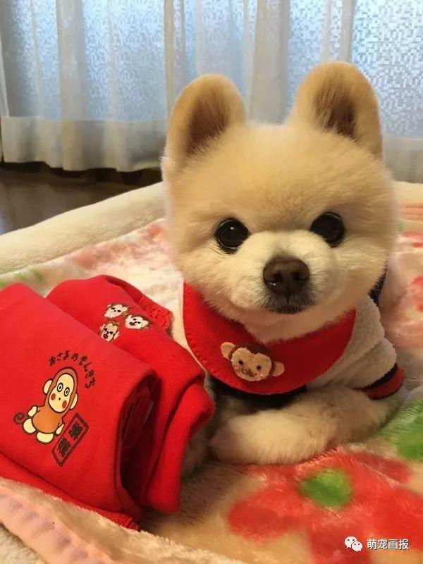 ���ȵ�С����Ȯ�����������һ����ͨ����