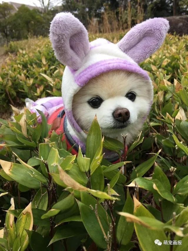 ���ȵ�С����Ȯ�����������һ����ͨ����