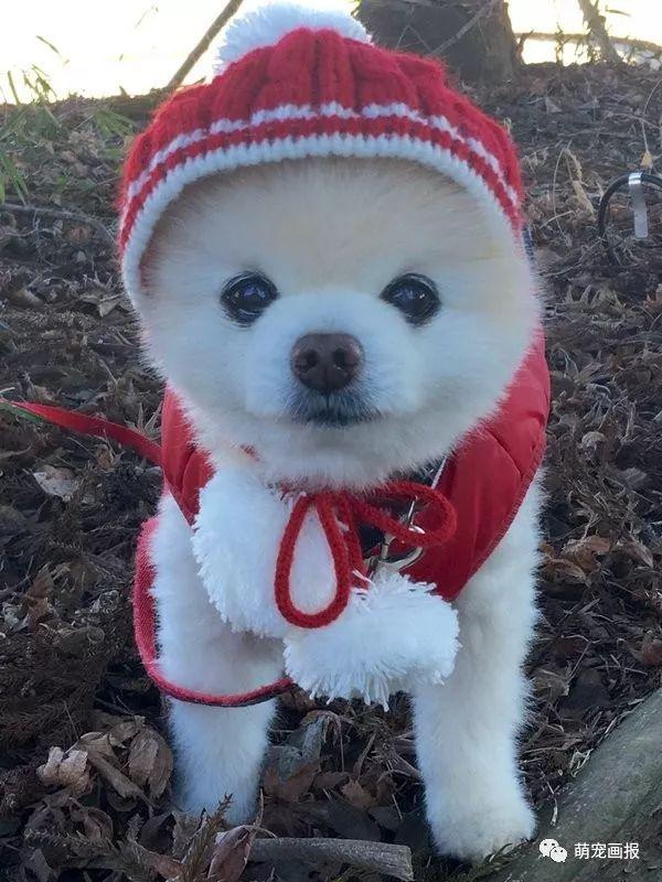 ���ȵ�С����Ȯ�����������һ����ͨ����