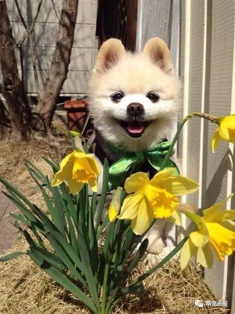 ���ȵ�С����Ȯ�����������һ����ͨ����