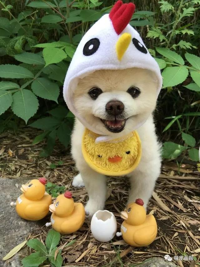 ���ȵ�С����Ȯ�����������һ����ͨ����