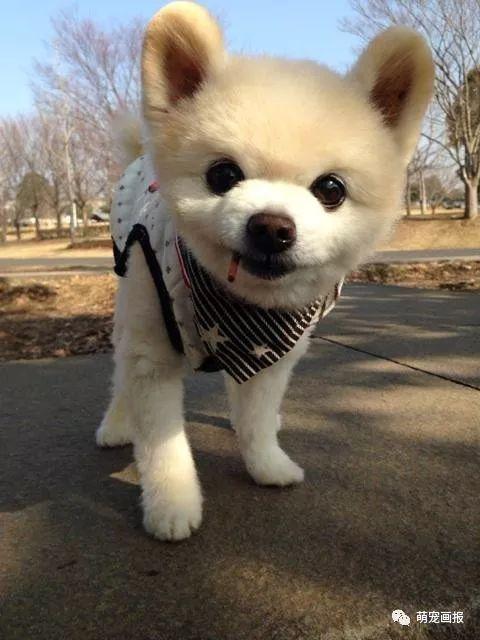 ���ȵ�С����Ȯ�����������һ����ͨ����