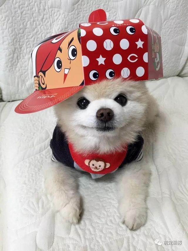 ���ȵ�С����Ȯ�����������һ����ͨ����