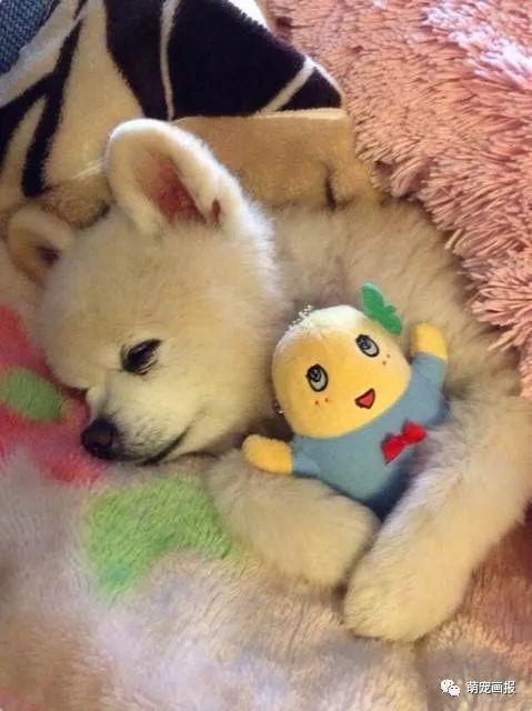 ���ȵ�С����Ȯ�����������һ����ͨ����
