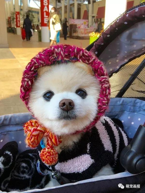 ���ȵ�С����Ȯ�����������һ����ͨ����