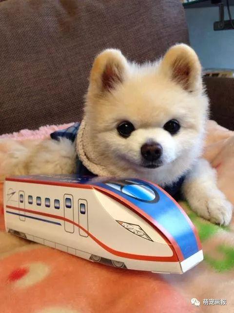 ���ȵ�С����Ȯ�����������һ����ͨ����