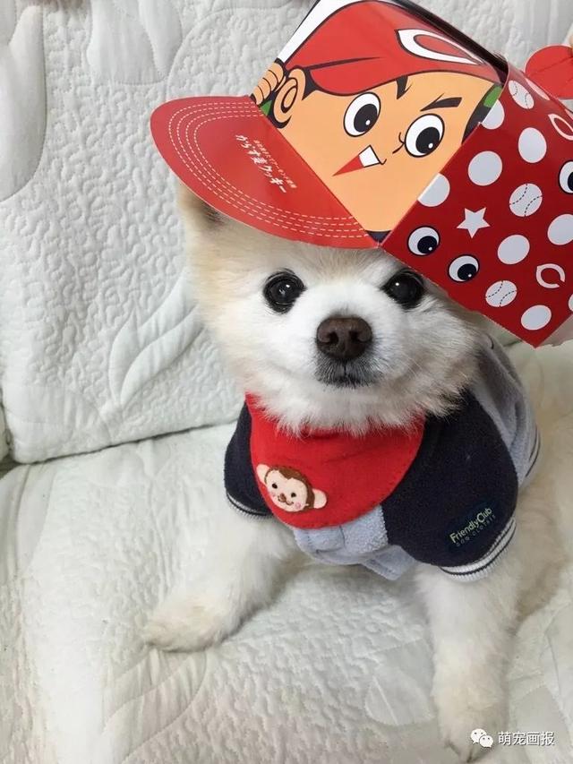 ���ȵ�С����Ȯ�����������һ����ͨ����