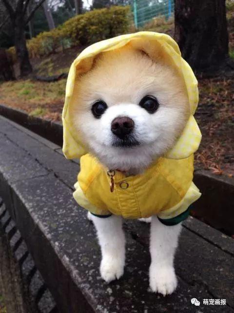 ���ȵ�С����Ȯ�����������һ����ͨ����