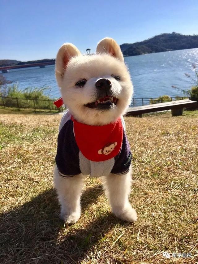 ���ȵ�С����Ȯ�����������һ����ͨ����