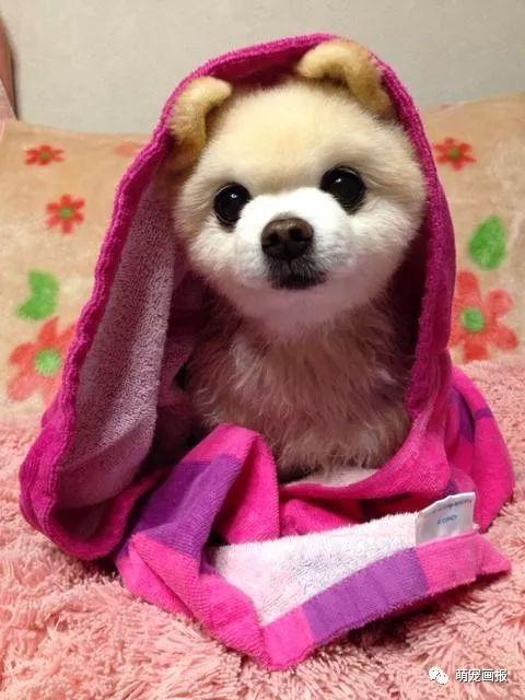 ���ȵ�С����Ȯ�����������һ����ͨ����