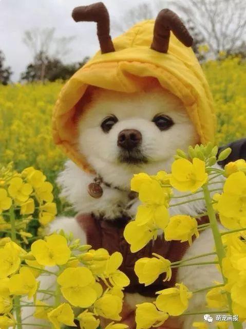 ���ȵ�С����Ȯ�����������һ����ͨ����