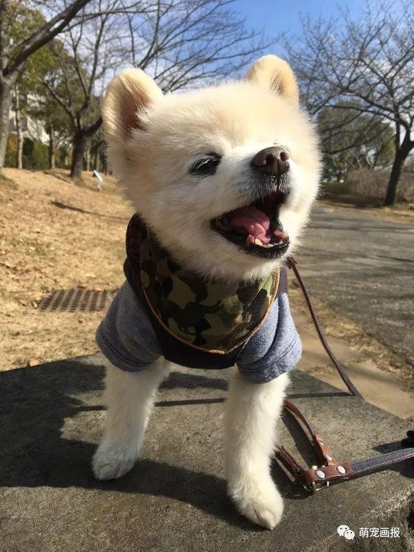 ���ȵ�С����Ȯ�����������һ����ͨ����