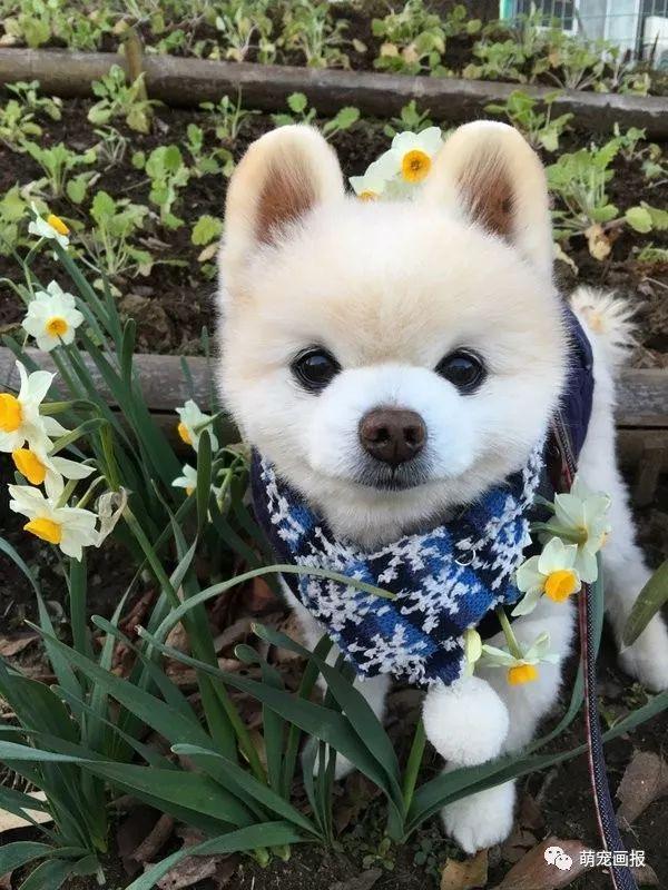 ���ȵ�С����Ȯ�����������һ����ͨ����
