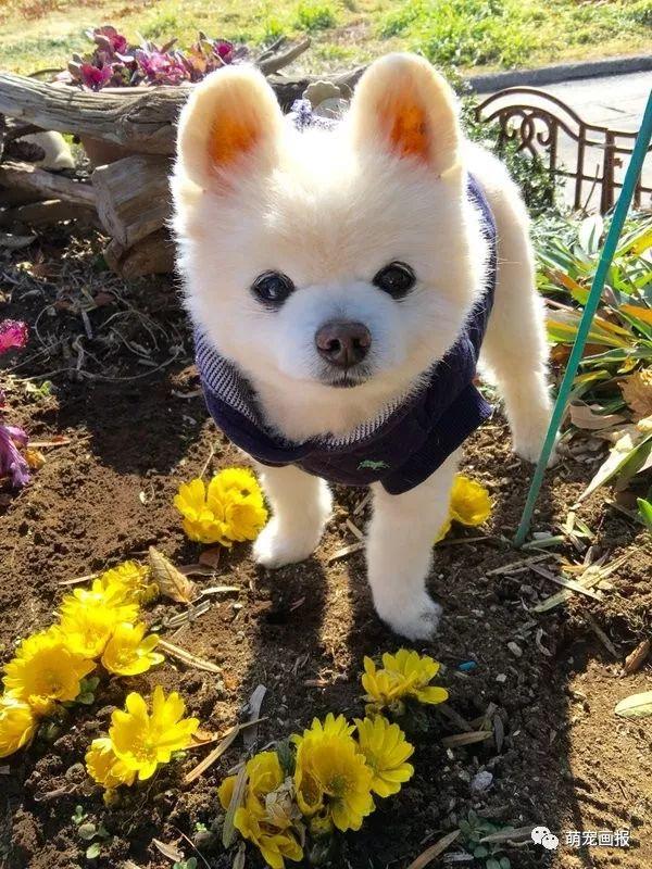 ���ȵ�С����Ȯ�����������һ����ͨ����