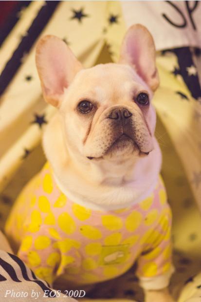 ˲�䲶׽������mini����EOS 200D�ȳ����ռ��ɴ󹫿�