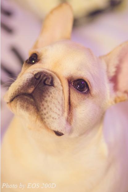 ˲�䲶׽������mini����EOS 200D�ȳ����ռ��ɴ󹫿�