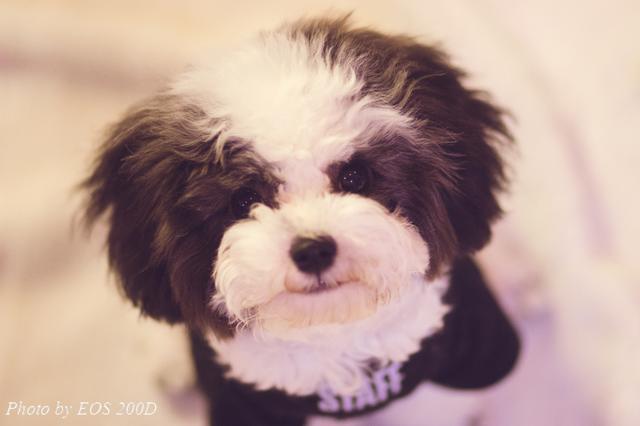 ˲�䲶׽������mini����EOS 200D�ȳ����ռ��ɴ󹫿�