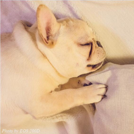 ˲�䲶׽������mini����EOS 200D�ȳ����ռ��ɴ󹫿�