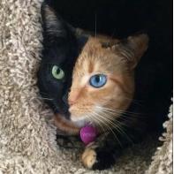 ���������ڲ�ͬ��è��Venus��������
